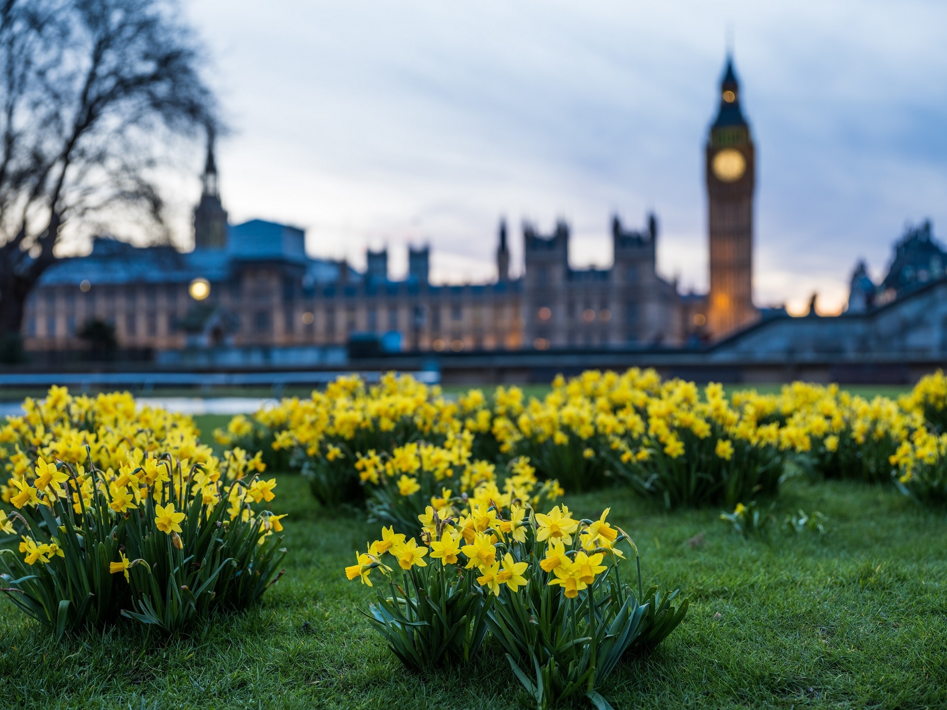 Image: Parliament from across the river, with flowers and grass in shot.