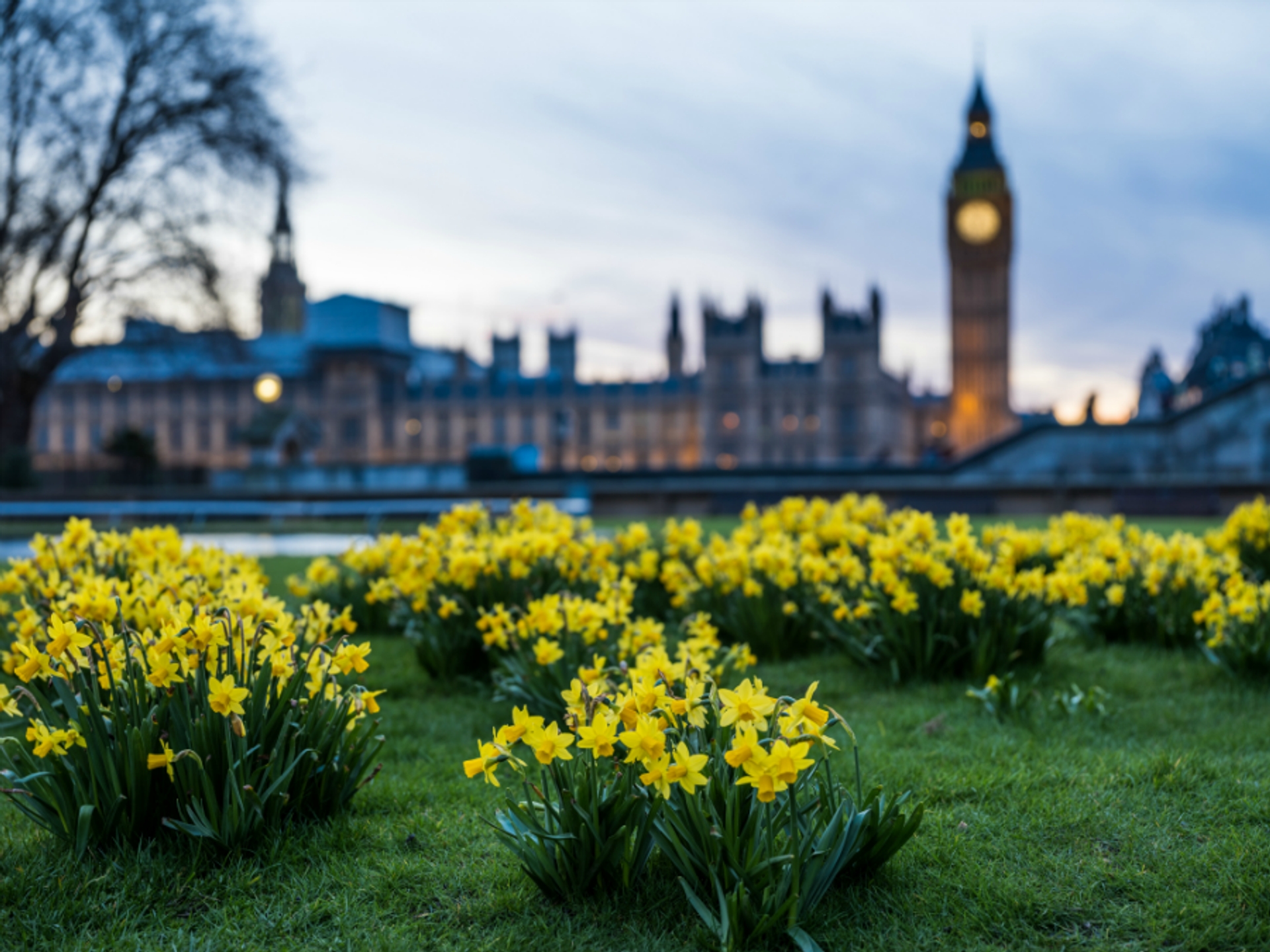 image: flowers in front of parliament